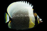 Reticulated Butterflyfish
