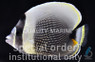 Reticulated Butterflyfish