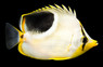 Saddle Butterflyfish