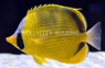 Dotted Butterflyfish