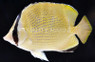Speckled Butterflyfish