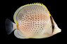 Peppered Butterflyfish