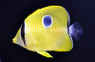 Yellow Teardrop Butterflyfish