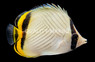Vagabond Butterflyfish