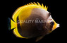 Black Butterflyfish