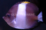 Zoster Butterflyfish