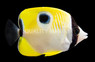 Teardrop Butterflyfish