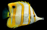 Copperband Butterflyfish 