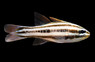 Five Lined Cardinalfish