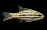 Broadstriped Cardinalfish