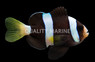 Black Clarkii Clownfish