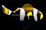 Latezonatus Clownfish