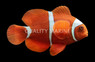 Latezonatus Clownfish