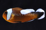Saddleback Clownfish