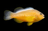 Skunk Clownfish