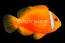 Barberi Clownfish