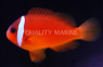 Barberi Clownfish