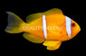 Two Banded Clownfish