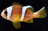 Two Banded Clownfish