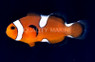 Teardrop Ocellaris Clownfish