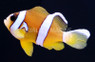 Pearl Eye Clarkii Clownfish