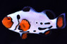 Frostbite Ocellaris Clownfish