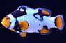 Nebula Percula Clownfish - Grade B