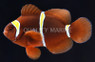 Gold Stripe Maroon Clownfish