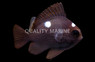 3 Spot Domino Damselfish