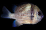 2 Stripe Damselfish