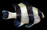 4 Stripe Damselfish
