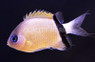 Black Bar Chromis