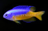 Gold Belly Damselfish