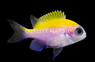 Sunshine Chromis