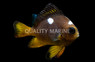 Gold Domino Damselfish