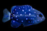 Jewel Damselfish