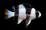 Tuxedo Damselfish