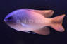 Smith's Damselfish