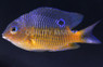 Beaubrummel Damselfish