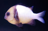 Cloudy Damselfish