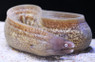 White Mouth Moray Eel