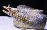 Hawaiian Dragon Moray Eel 