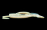 White Ribbon Eel