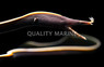 Black Ribbon Eel