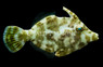 Aiptasia Eating Filefish 