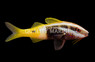 Bicolor Goatfish