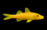 Gold Saddle Goatfish