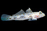 Cave Transparent Goby :: 18507