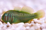 Green Clown Goby