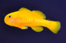 Yellow Clown Goby